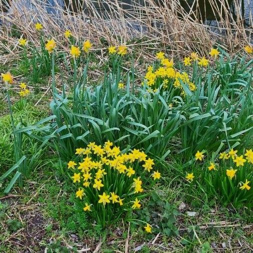 Narcissus jonquilla 花