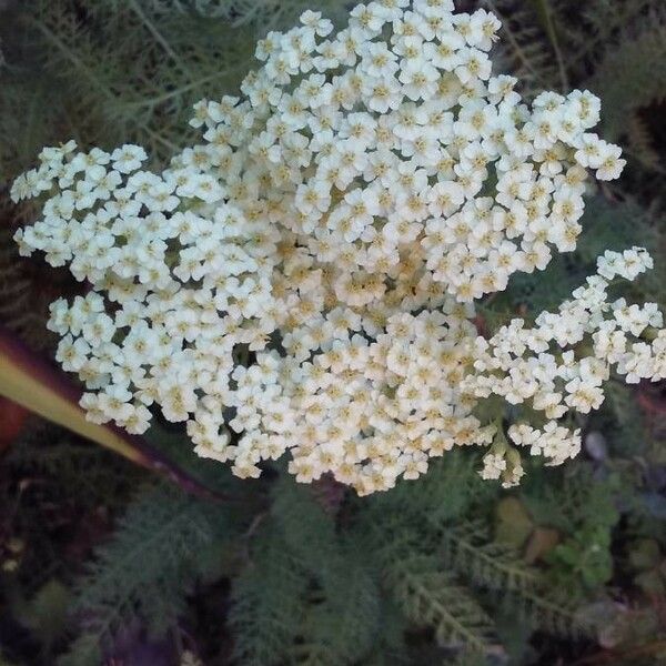 Achillea crithmifolia Flor