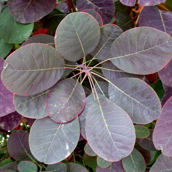 Cotinus coggygria Blatt