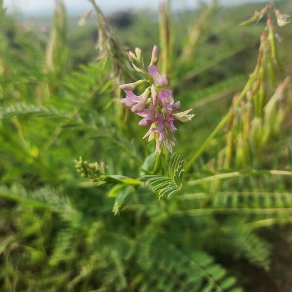 Astragalus atropilosulus Kvet