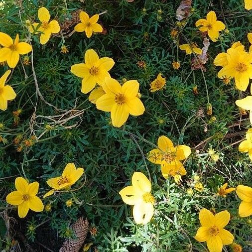 Bidens ferulifolia Ďalší