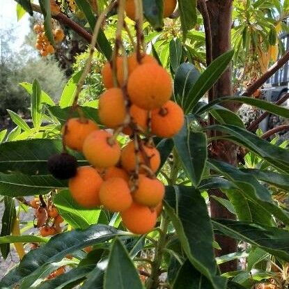 Arbutus canariensis Fruit