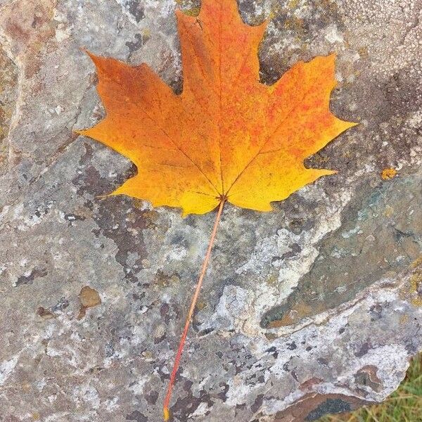 Acer saccharum Blad