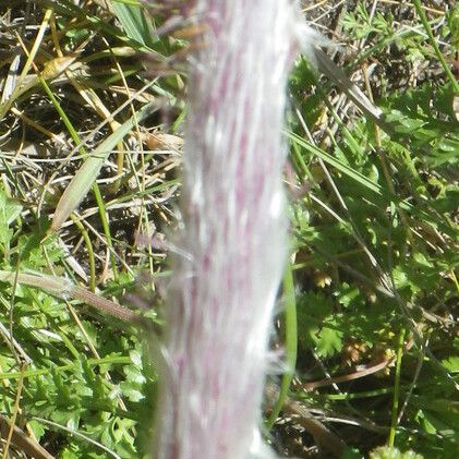 Imperata cylindrica Flors