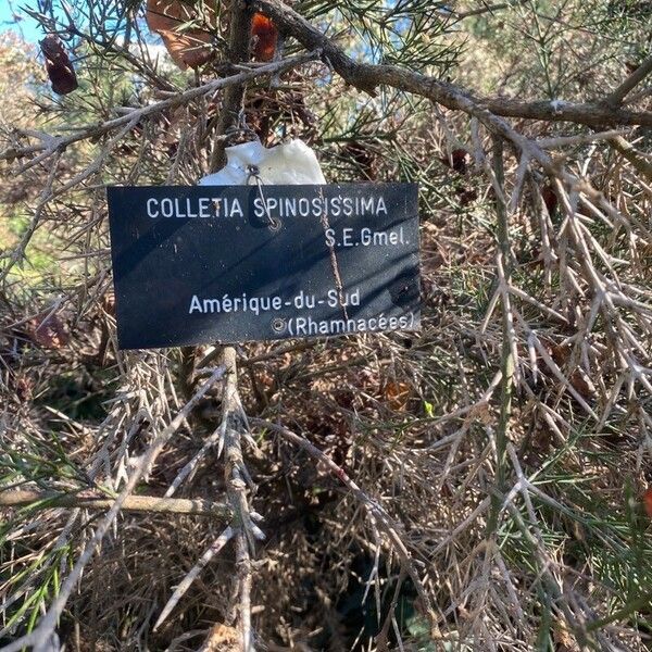 Colletia spinosissima Інше