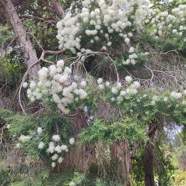 Melaleuca linariifolia عادت داشتن