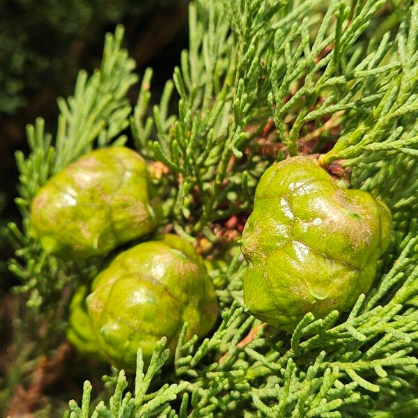 Cupressus sempervirens Fruit