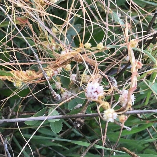 Cuscuta approximata Fleur