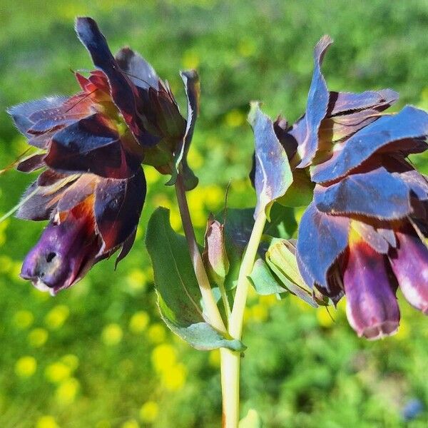 Cerinthe major Flower