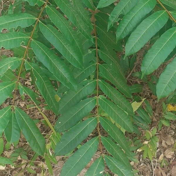 Homalolepis cedron Feuille