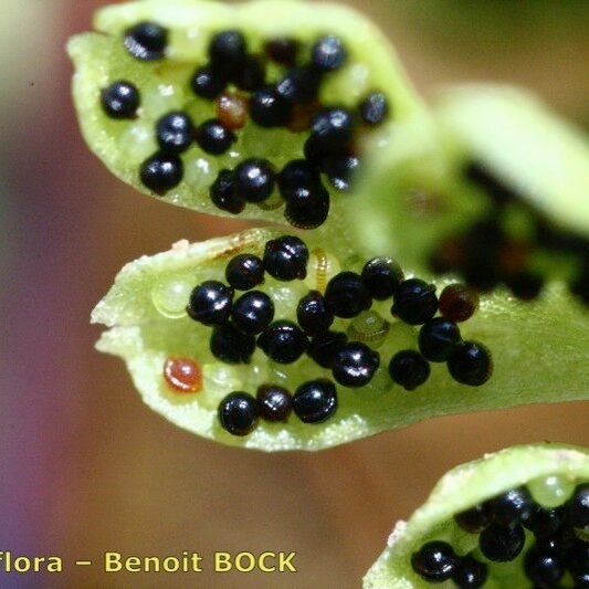 Anogramma leptophylla Fruit