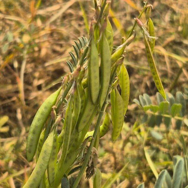 Astragalus atropilosulus Плод