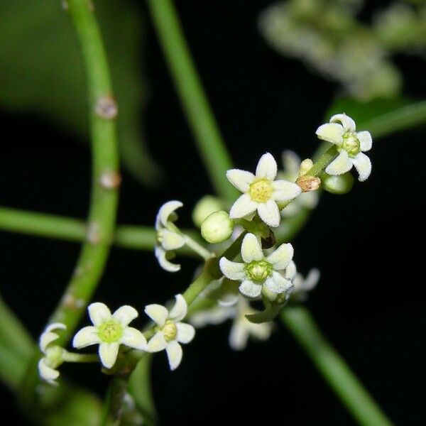 Tassadia obovata Flower