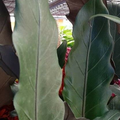 Alocasia lauterbachiana 葉