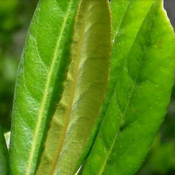 Ludwigia palustris Leaf