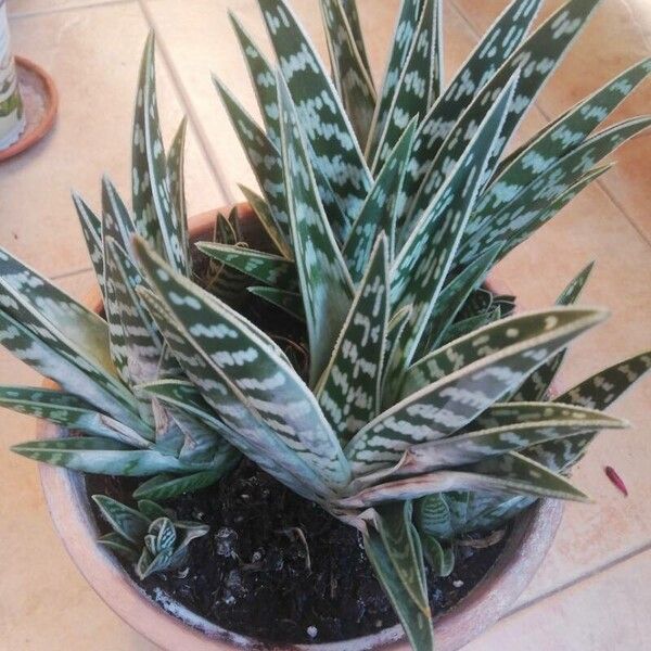 Aloe variegata Foglia