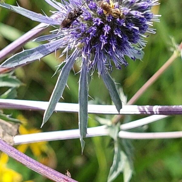 Eryngium planum Blomst