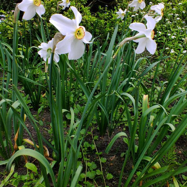 Narcissus poeticus عادت داشتن