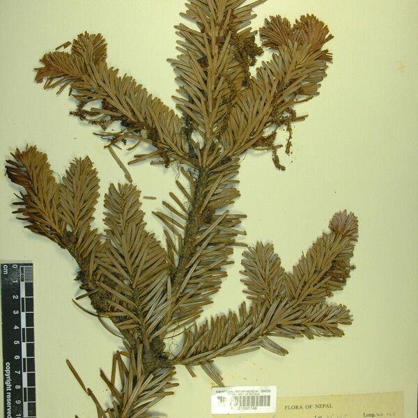 Abies spectabilis Leaf