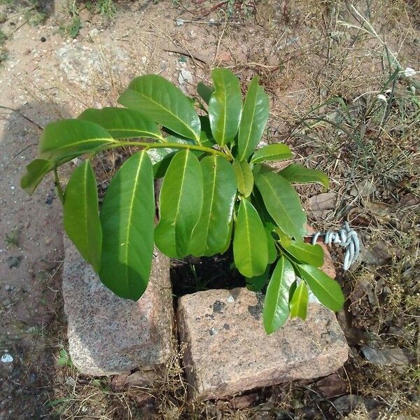 Annona muricata Deilen