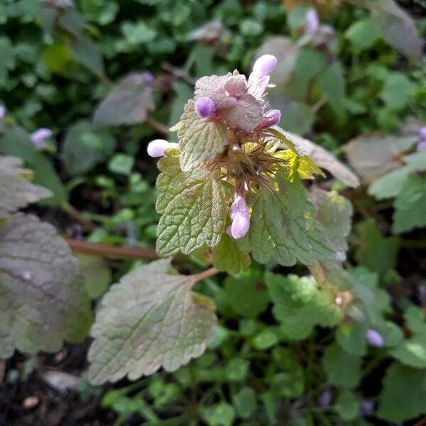 Lamium purpureum পাতা