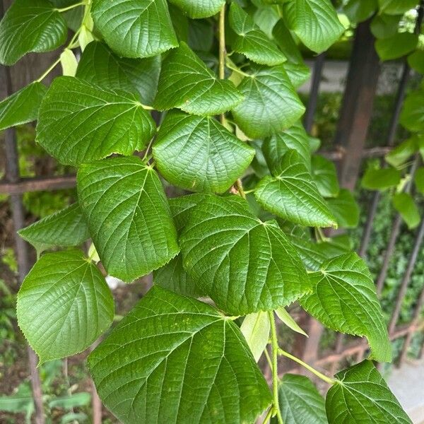 Tilia platyphyllos Blad