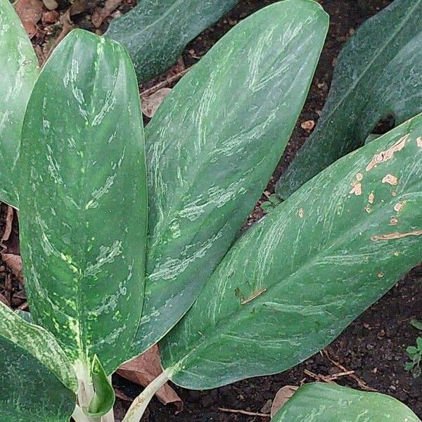 Aglaonema costatum Blatt