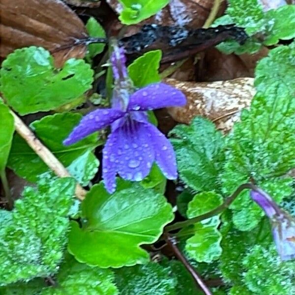 Viola reichenbachiana Frunză