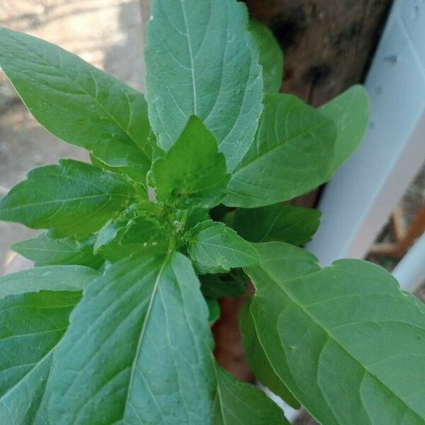 Amaranthus blitum Yaprak