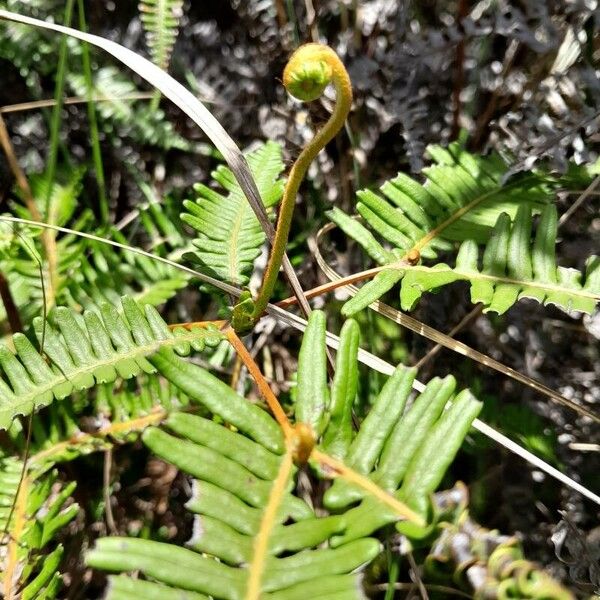Dicranopteris linearis Leaf