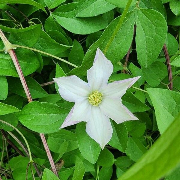 Clematis patens Çiçek