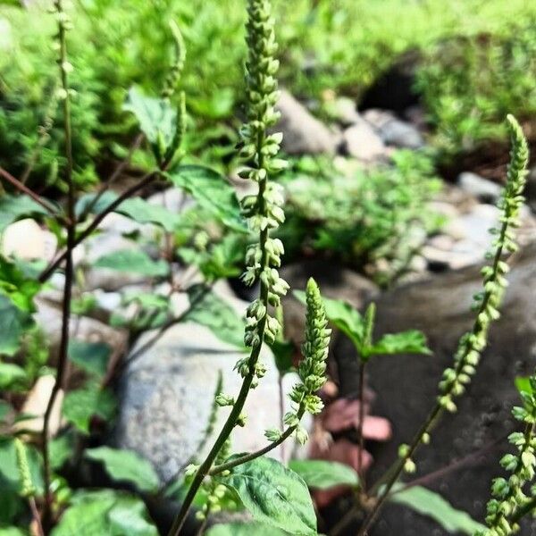 Cyathula prostrata Flower