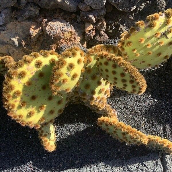 Opuntia aciculata Lapas