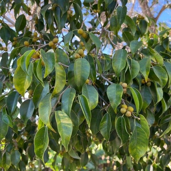 Maclura cochinchinensis Levél