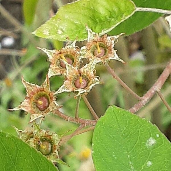 Amelanchier × lamarckii 花