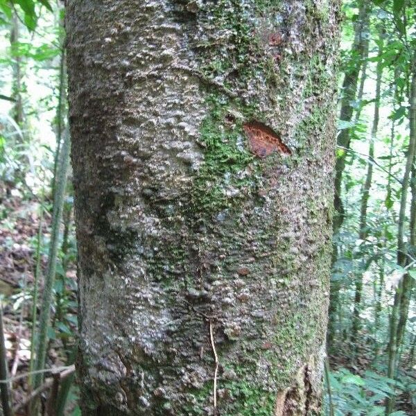 Ocotea cinerea Lubje