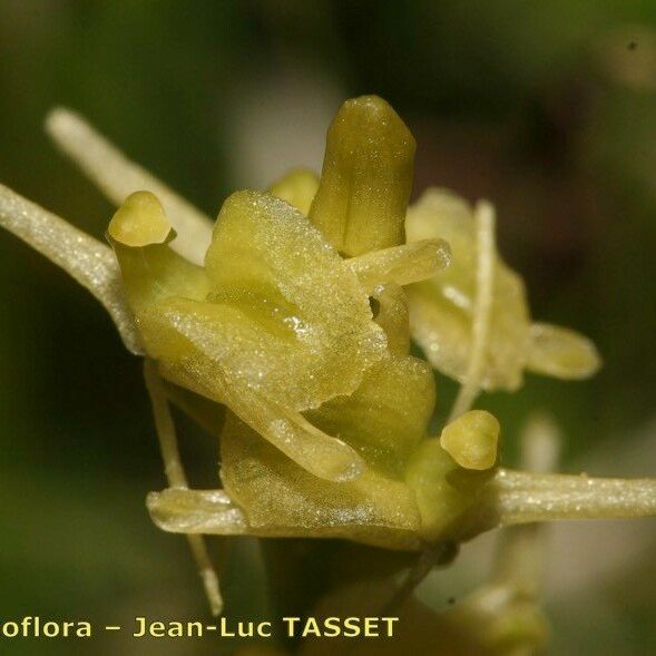 Liparis loeselii Flower