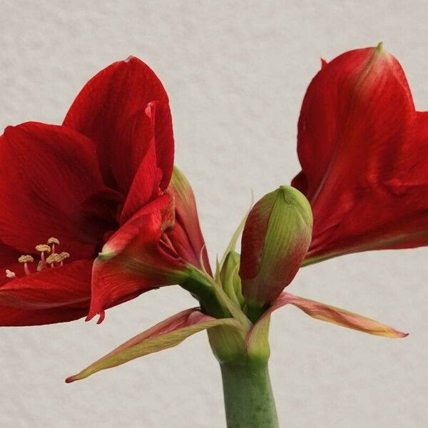 Hippeastrum reginae Συνήθη χαρακτηριστικά