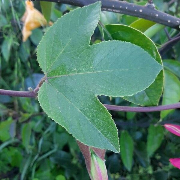 Passiflora manicata برگ