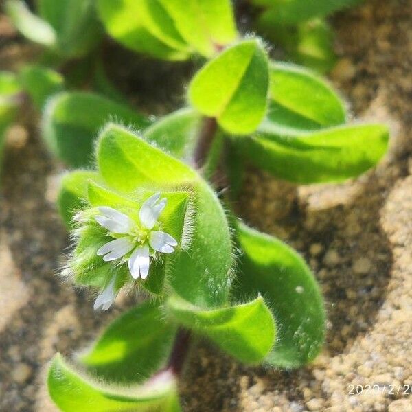 Spergula arvensis Kwiat