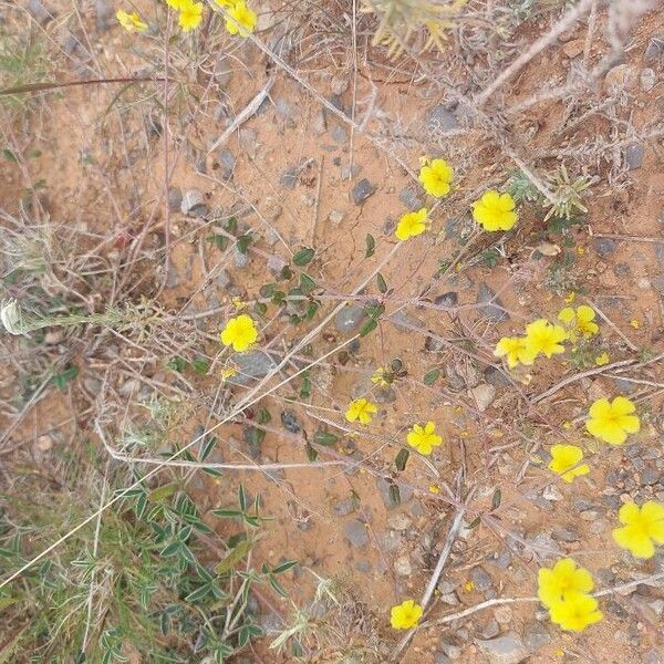 Helianthemum cinereum Blodyn