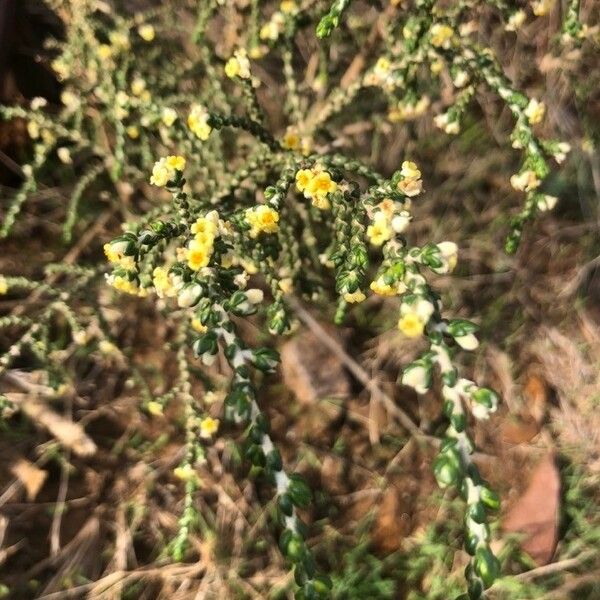 Thymelaea hirsuta Ліст