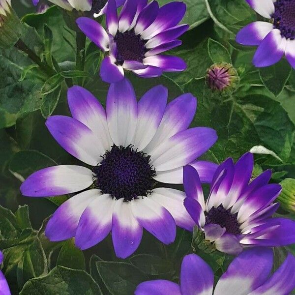 Pericallis lanata Flower