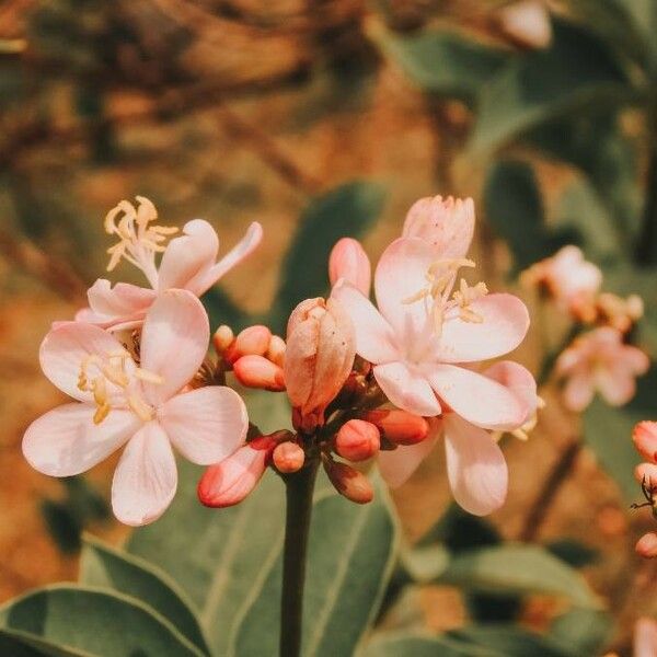 Jatropha integerrima 花