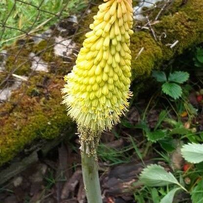 Kniphofia uvaria Flower