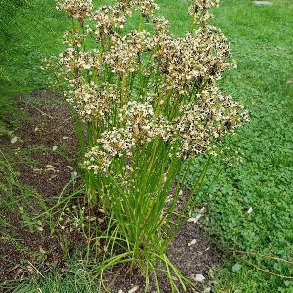 Allium tuberosum عادت داشتن