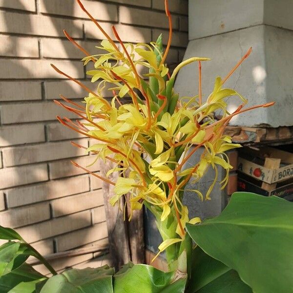 Hedychium gardnerianum ফুল