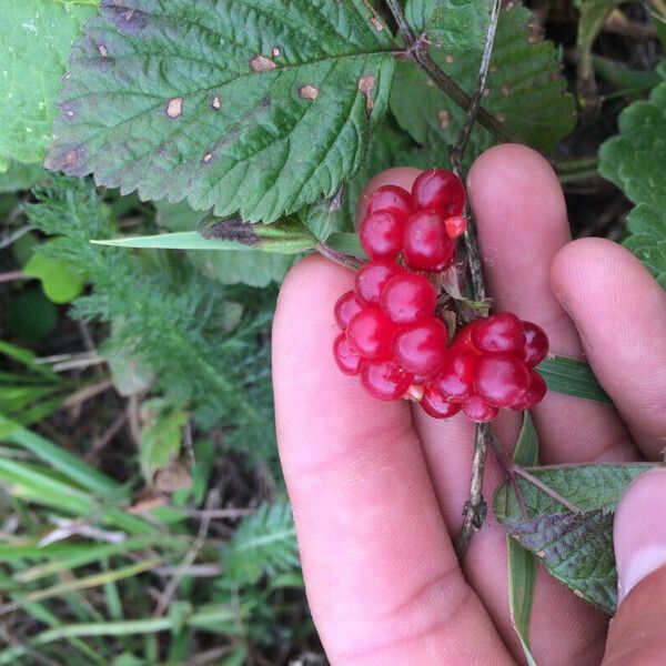 Rubus saxatilis Ffrwyth