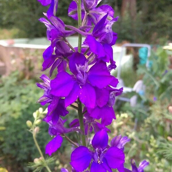 Delphinium ajacis Blüte