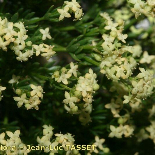 Galium tendae Hàbitat